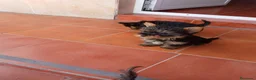Yorkshire Terrier perros en adopcion: cachorro yorkshire - Anuncio 5