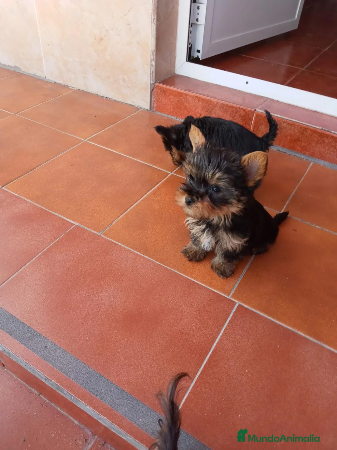 Yorkshire Terrier perros en adopcion: cachorro yorkshire - Anuncio 5