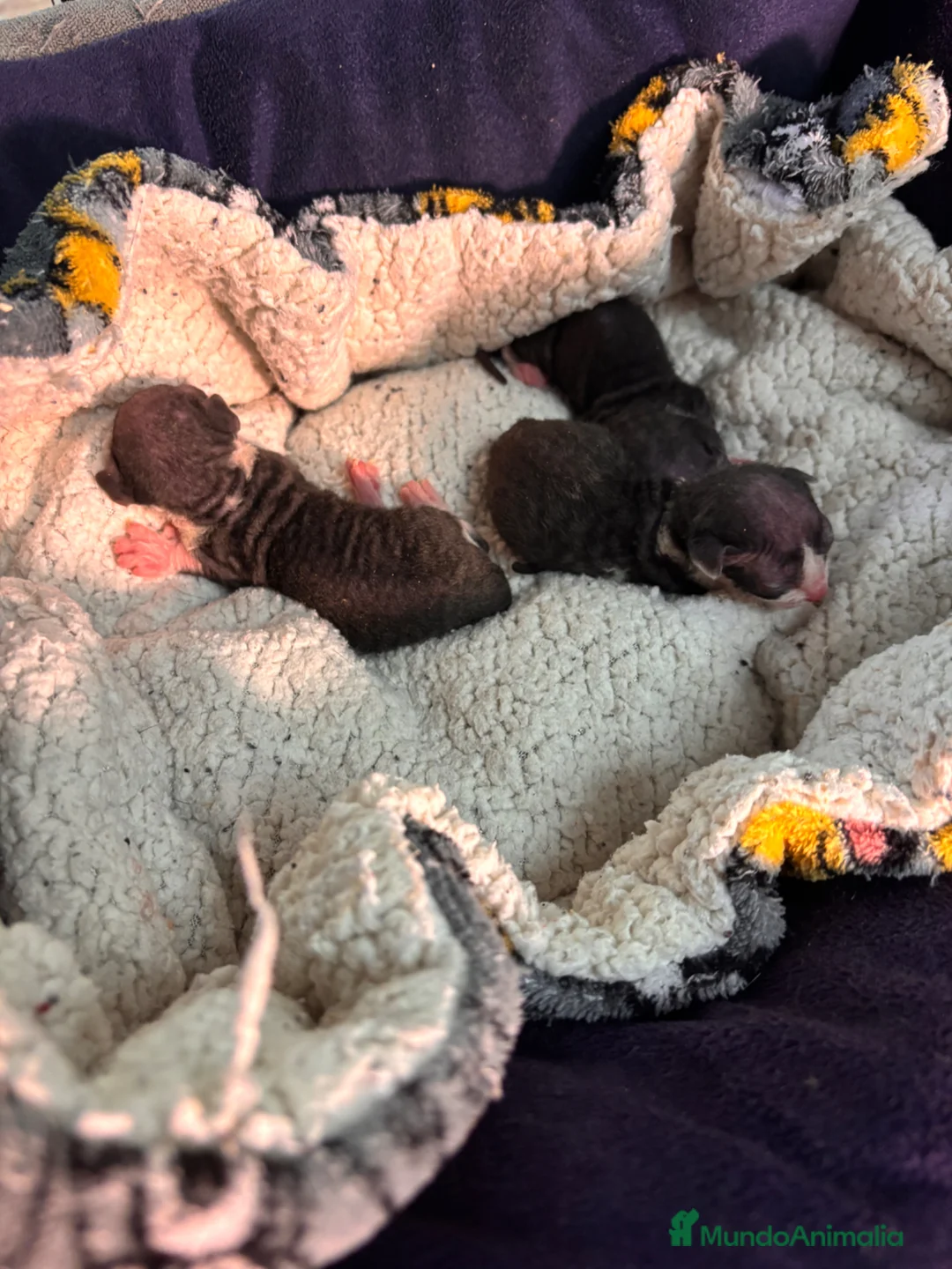 Sphynx gatos en venta: 🐾¡Nuevas camadas en camino!🐾  - Anuncio 1