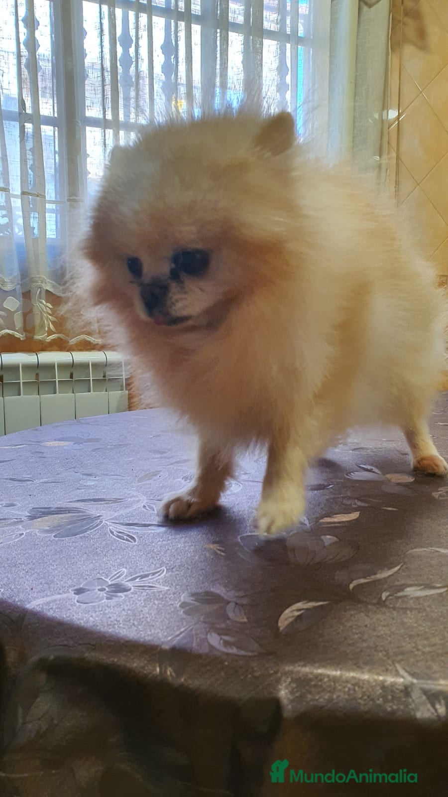 Pomerania perros pomerania del valle caprice - Anuncio 5