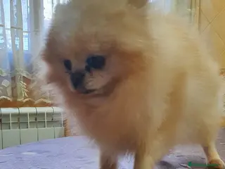 Pomerania perros pomerania del valle caprice - Anuncio 4