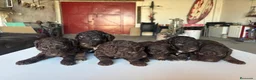 Perro de Agua Español perros en venta: Perro de agua Español - Anuncio 3