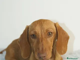 Teckel perros CACHORRITO DE TECKEL KANINCHEN - Anuncio 2