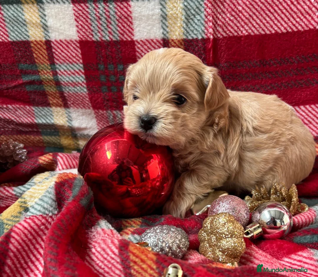 Maltipoo perros en venta: Maltipoo Toy, entrega en Diciembre - Anuncio 2