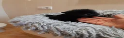 Pomerania perros en venta: Pomeranian toy - Anuncio 10