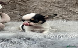 Chihuahua perros en venta: CHIHUAHUA LÍNEA RUSA TRICOLOR MACHO - Imagen 6