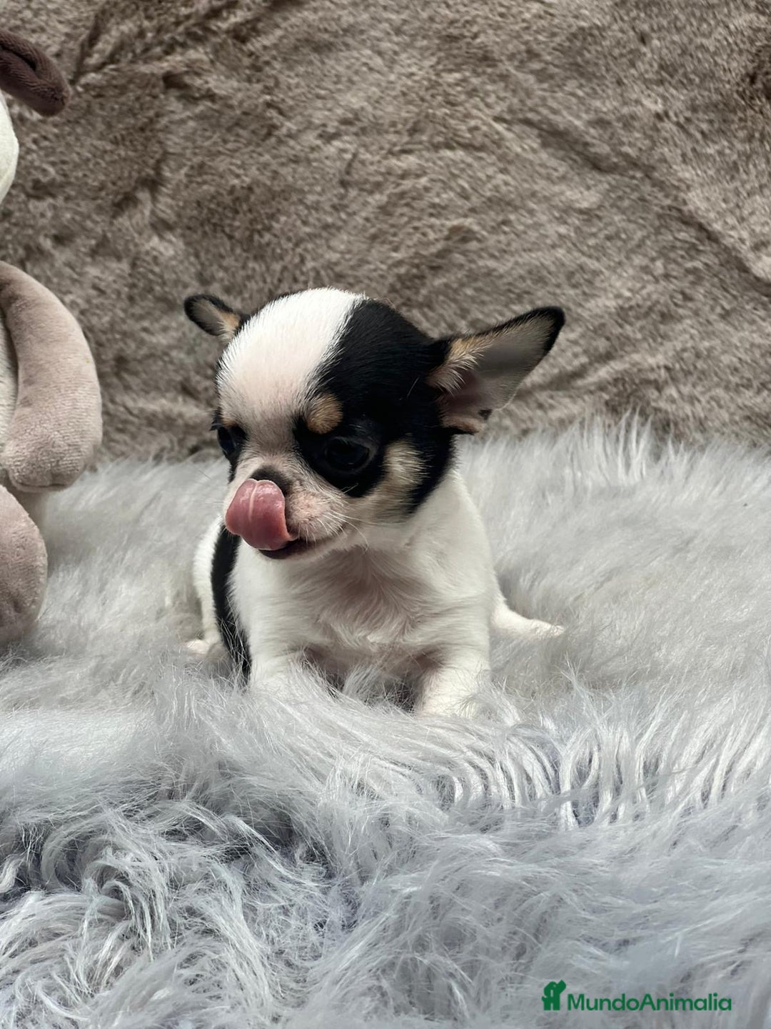 Chihuahua perros en venta: CHIHUAHUA LÍNEA RUSA TRICOLOR MACHO - Imagen 6