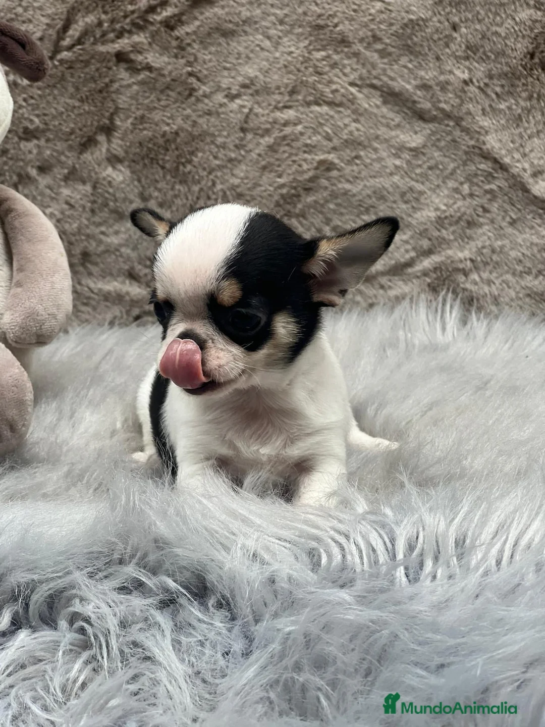 Chihuahua perros en venta: CHIHUAHUA LÍNEA RUSA TRICOLOR MACHO - Anuncio 6