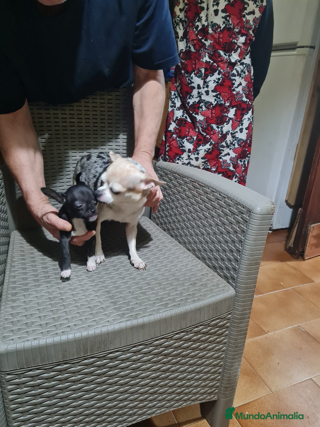 Chihuahua perros en venta: Chihuahua toy - Imagen 18