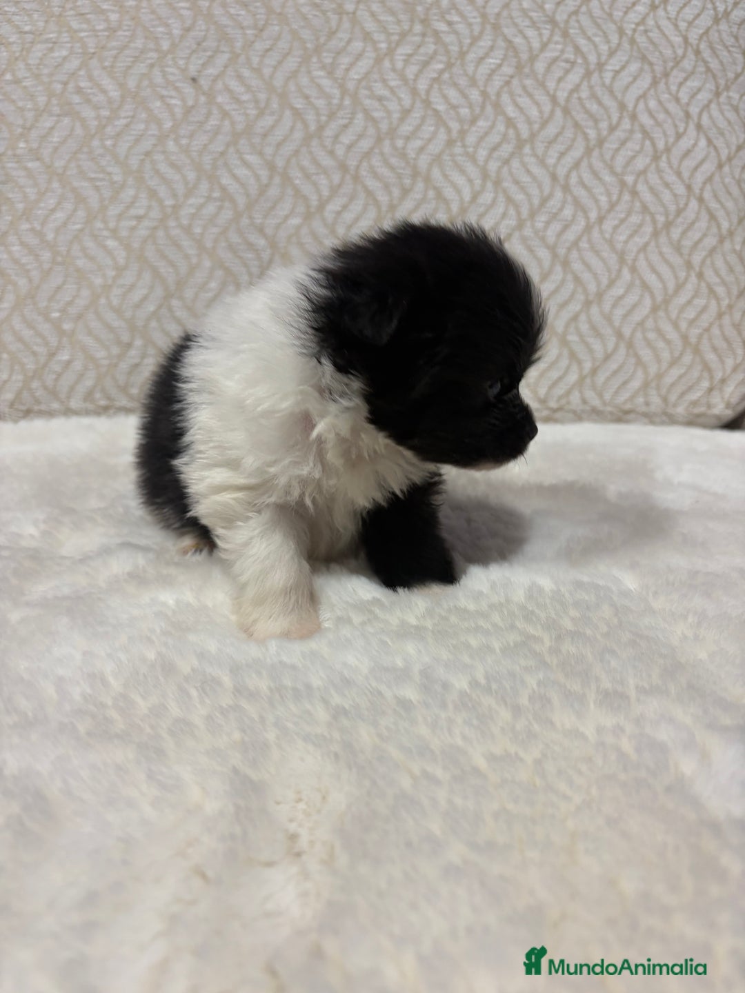 Pomerania perros en venta: Lulu Pomerania Toy macho color party Osito - Anuncio 13