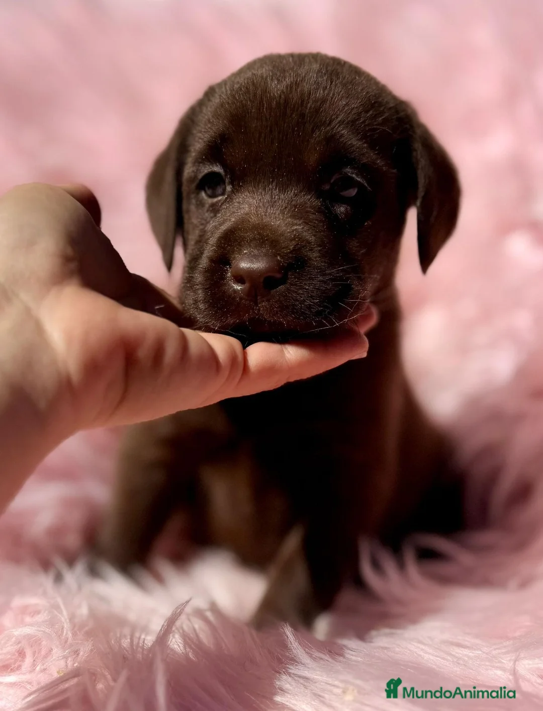 Labrador Retriever perros en venta: LABRADOR CHOCOLATE RETRIEVER DISPONIBLE - Anuncio 2