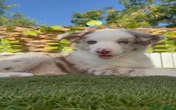 Border Collie perros en venta: BORDER COLLIE CHOCOMERLE - Imagen 3