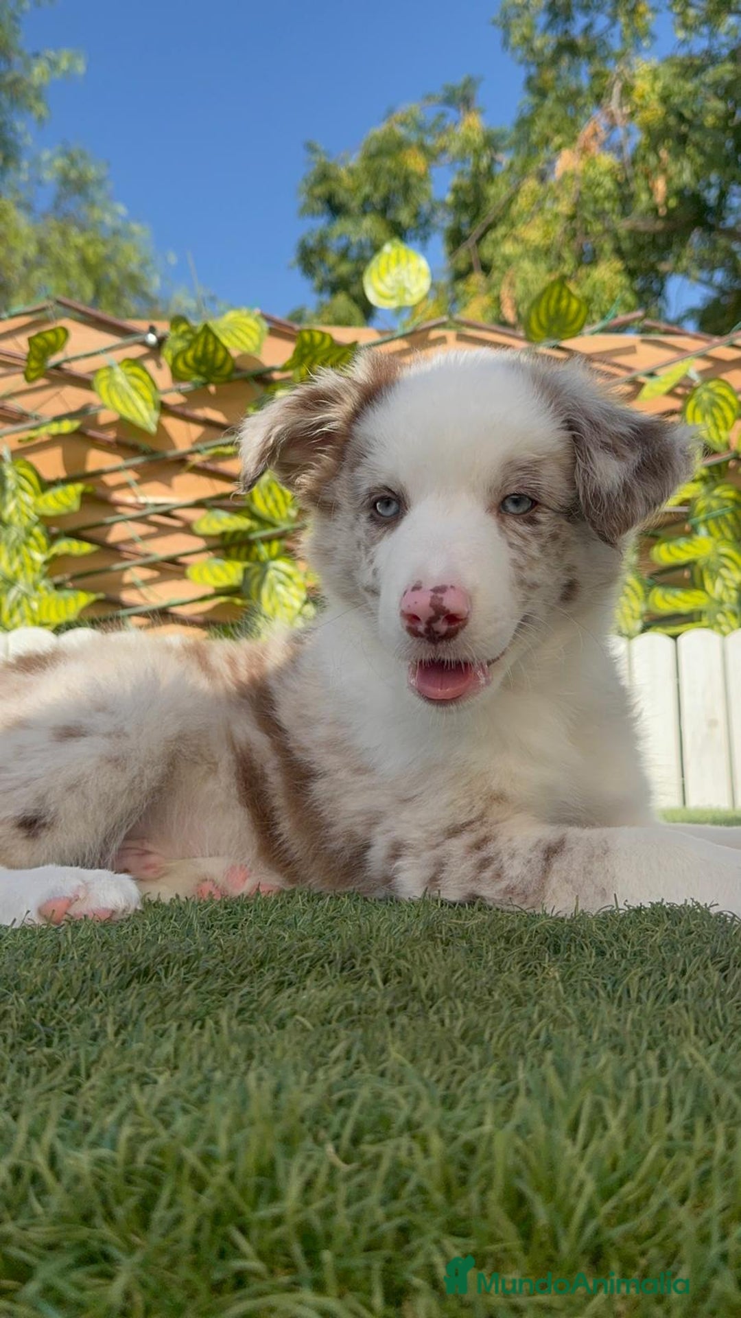 Border Collie perros en venta: BORDER COLLIE CHOCOMERLE - Imagen 3