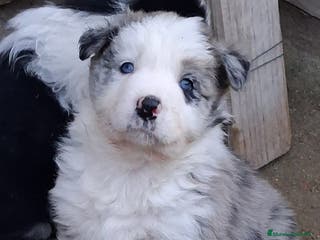 Border Collie perros Boder collie Brunete - Anuncio 16
