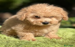 Maltipoo perros en venta: Maltipoo Apricot  - Imagen 6
