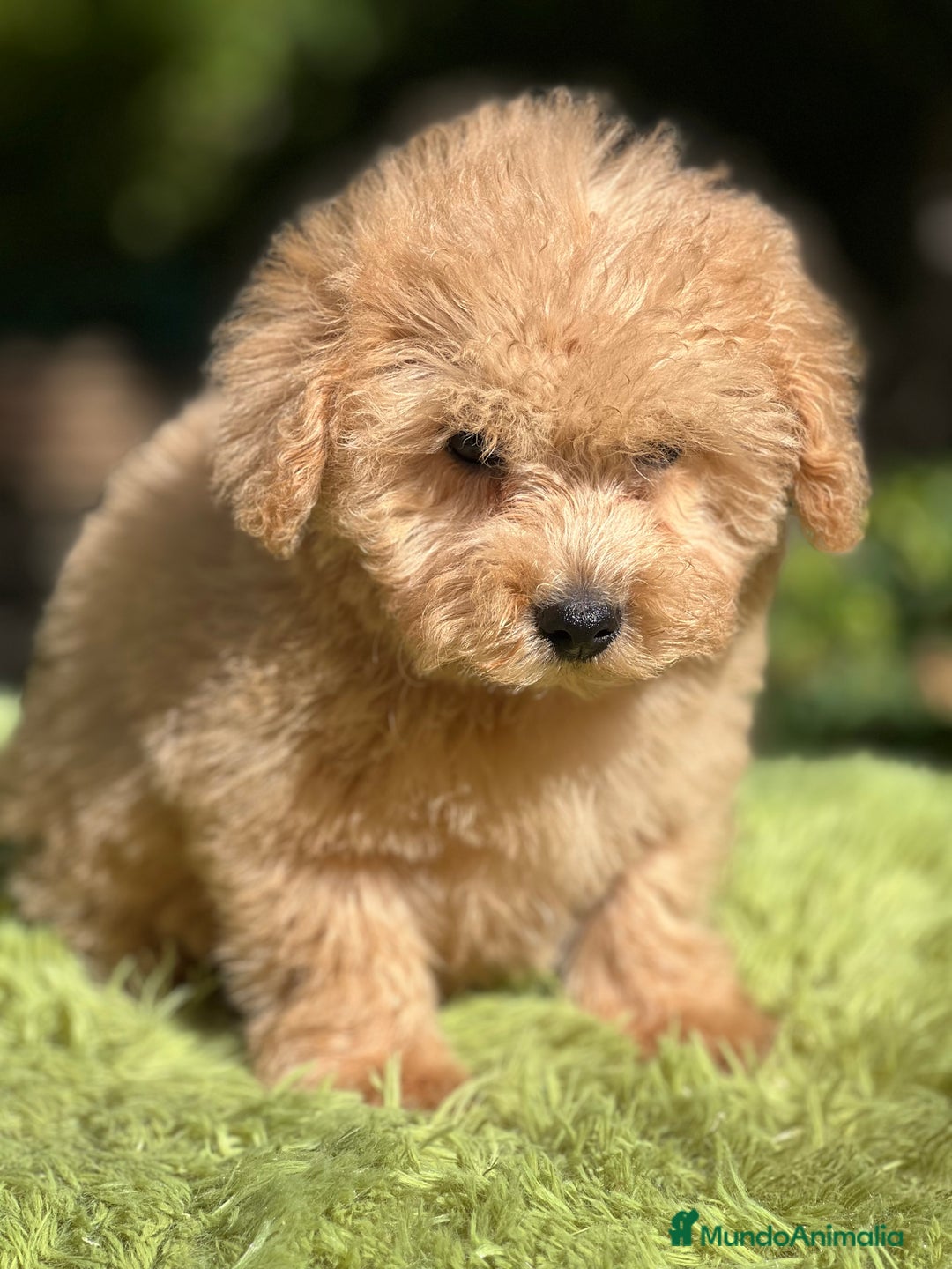 Maltipoo perros en venta: Maltipoo Apricot  - Imagen 6
