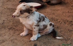 Border Collie perros en venta: Boder collie Getafe - Imagen 3