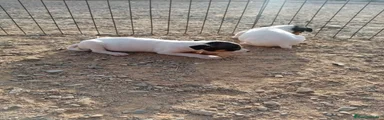 Ratonero Bodeguero Andaluz 2