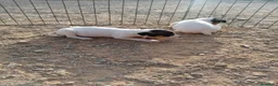 Ratonero Bodeguero Andaluz perros en venta: Macho ratonero bodeguero  - Anuncio 4