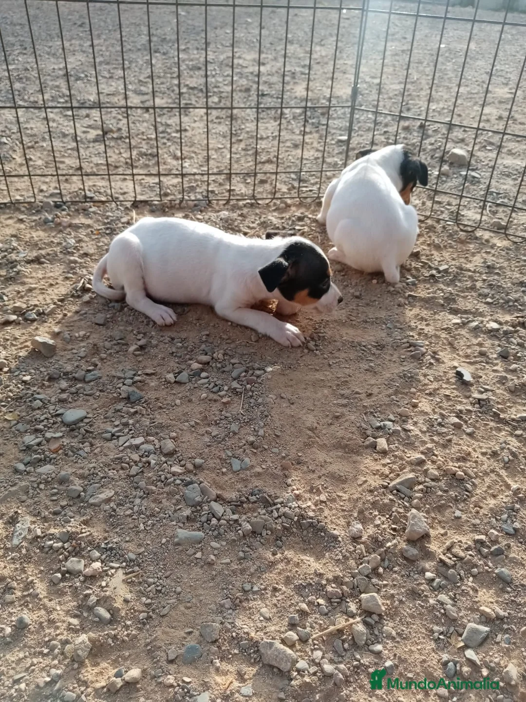Ratonero Bodeguero Andaluz perros en venta: Macho ratonero bodeguero  - Anuncio 4