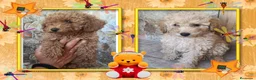 Caniche Toy perros en venta: Caniche toy camada familiar - Anuncio 1