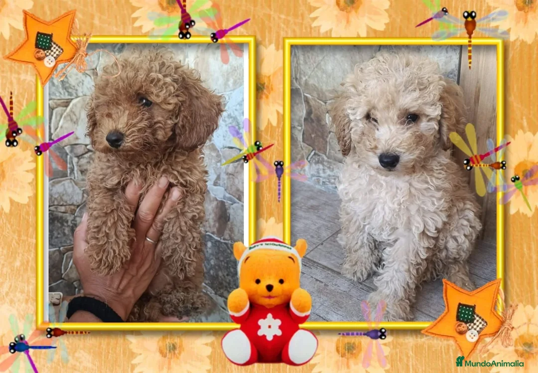 Caniche Toy perros en venta: Caniche toy camada familiar - Anuncio 1