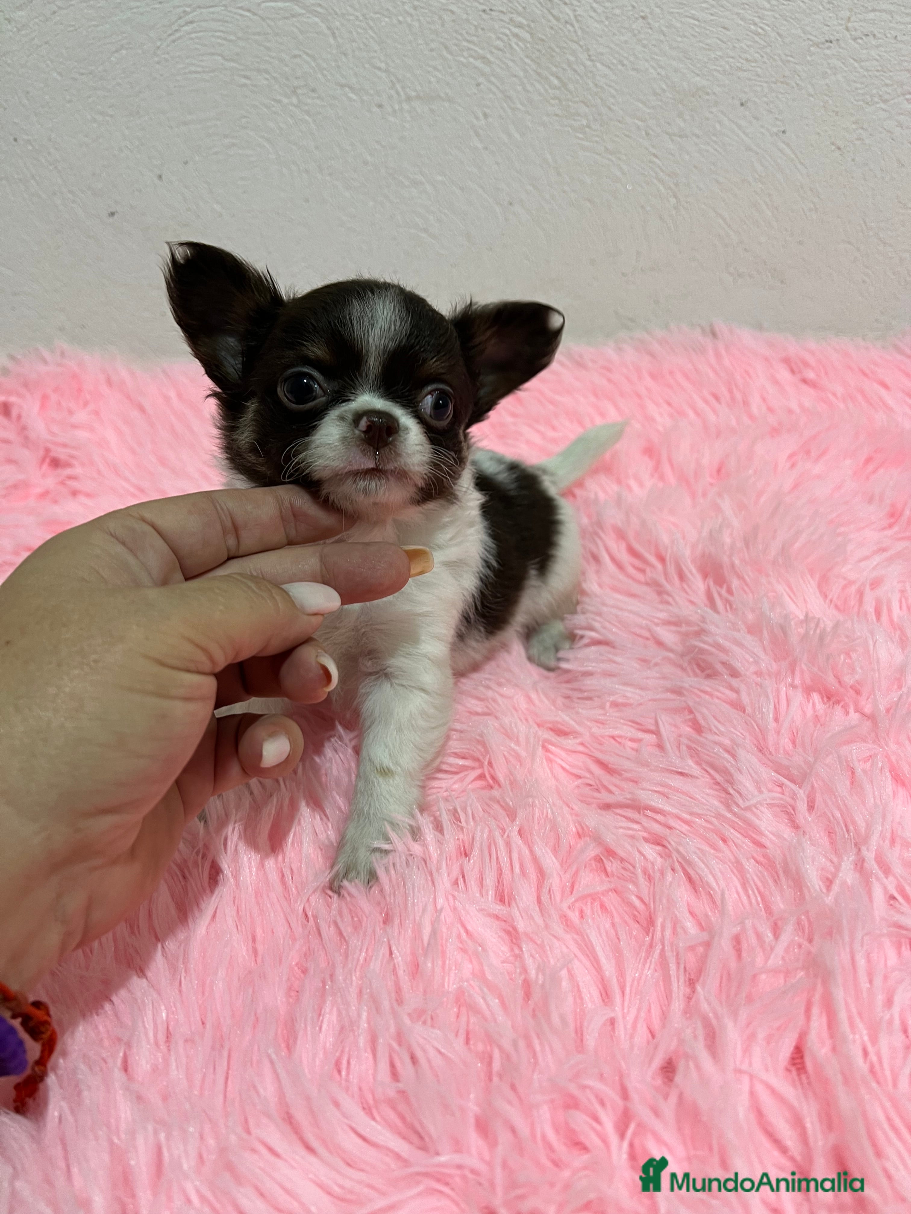 Chihuahua perros CHIHUAHUA PELO LARGO  - Anuncio 4