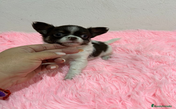 Chihuahua perros - Anuncio 6