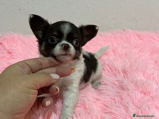Chihuahua perros - Anuncio 10