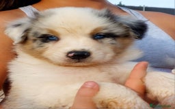 Pastor Australiano perros en venta: Cachorros pastor australiano  - Imagen 3