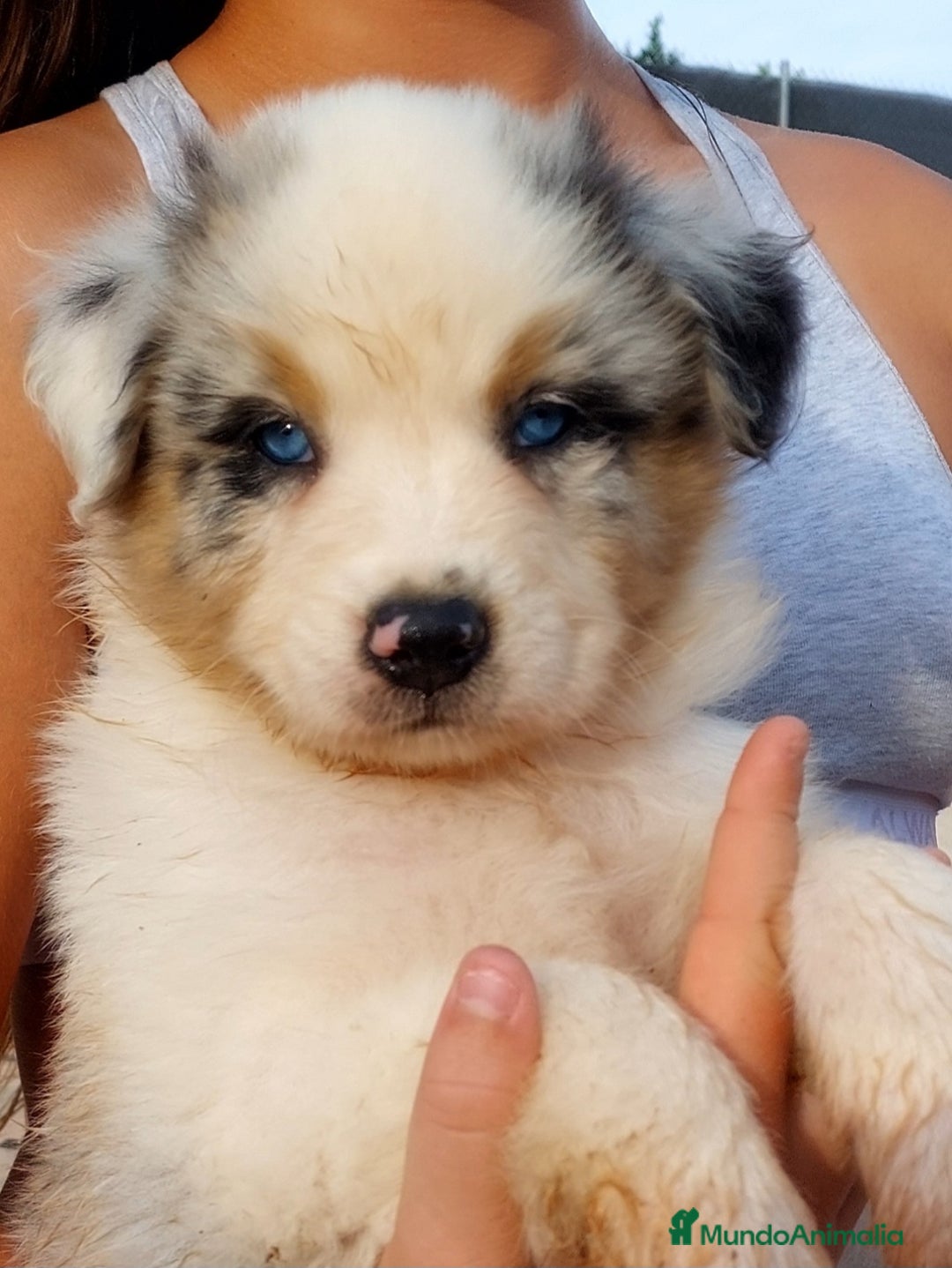 Pastor Australiano perros en venta: Cachorros pastor australiano  - Imagen 3