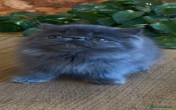 Persa gatos en venta: Persa Macho Azul - Imagen 2