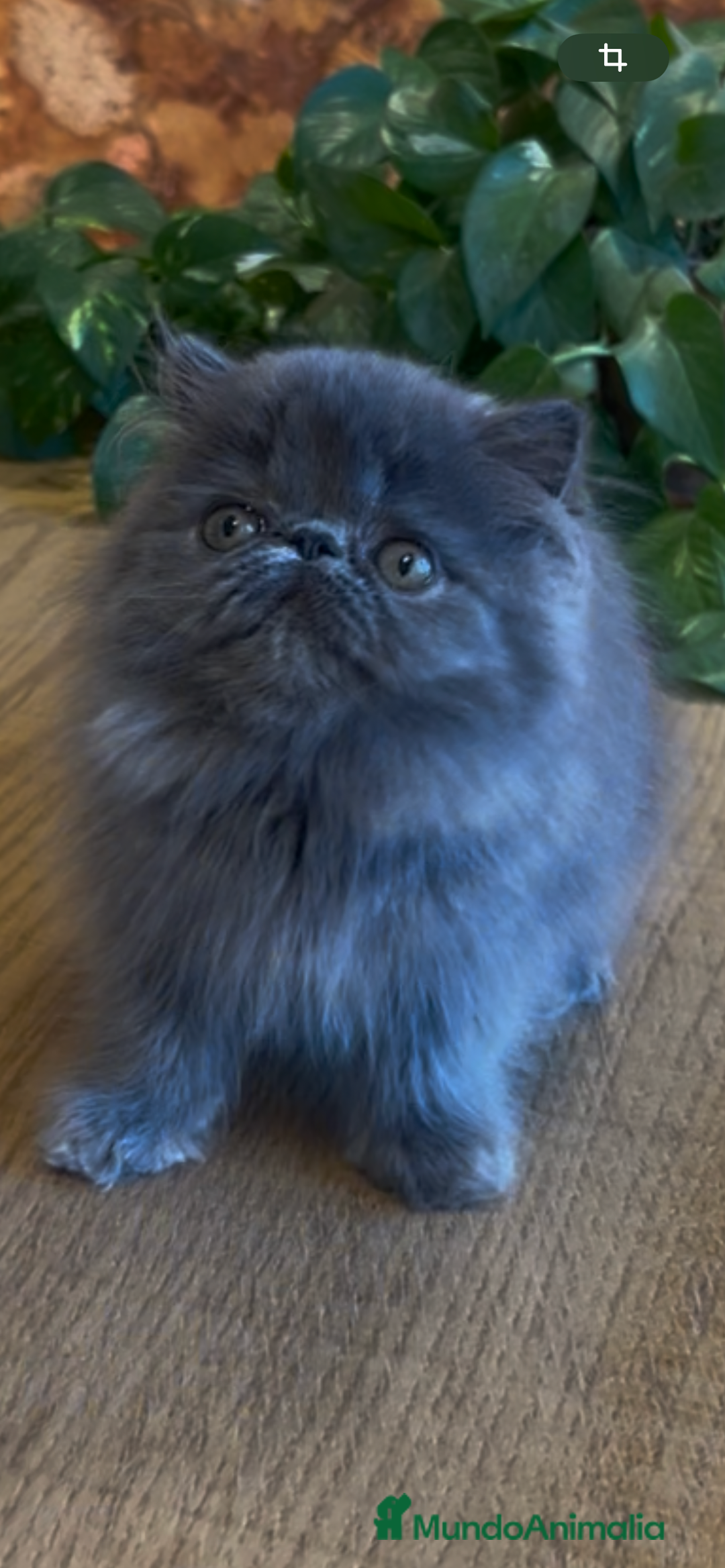 Persa gatos en venta: Persa Macho Azul - Imagen 2