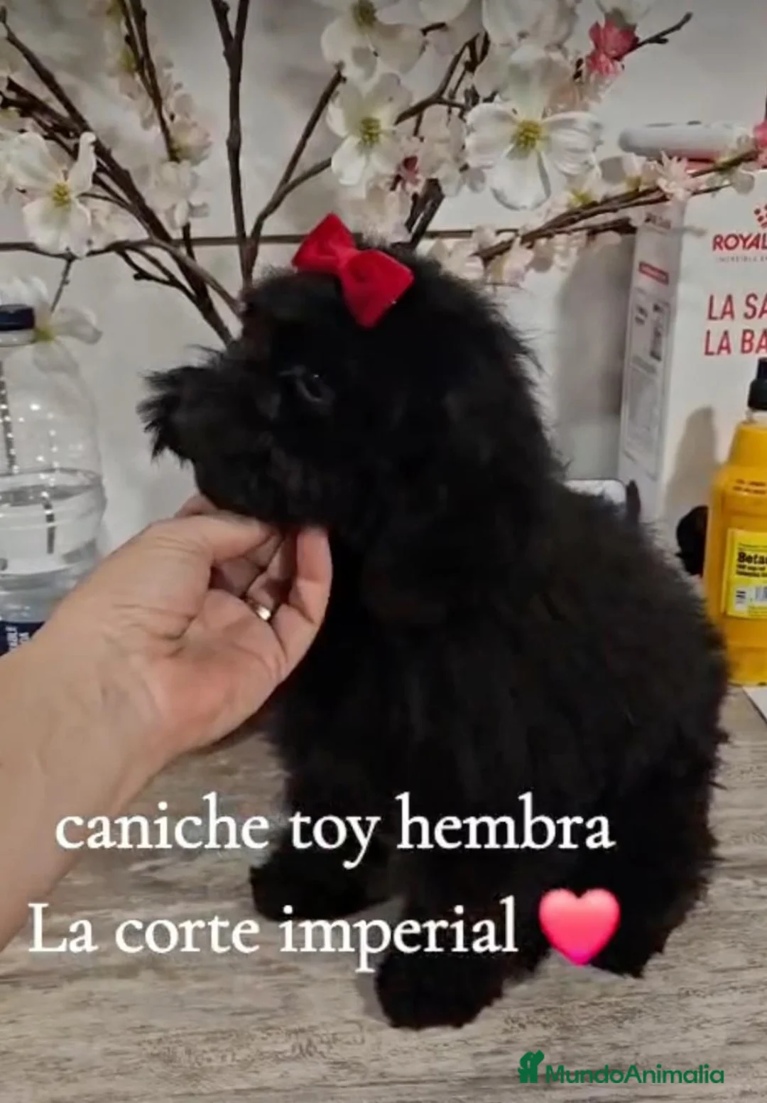Caniche Toy perros en venta: Caniche Toy - Anuncio 1