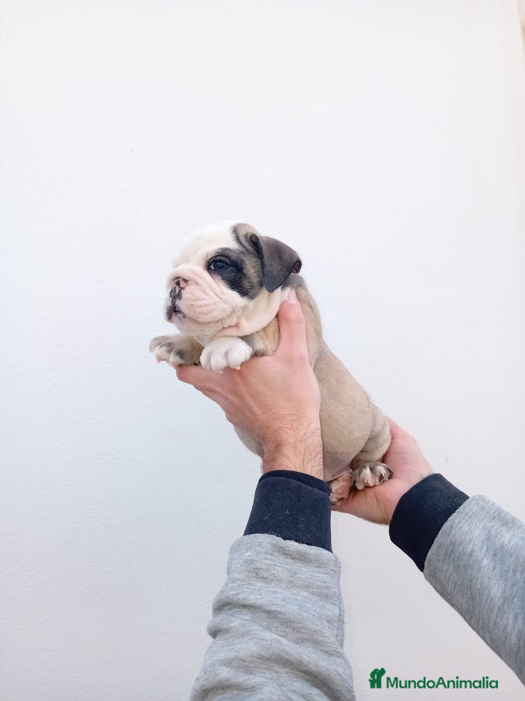 Bulldog Inglés perros en venta: Burló inglés  - Anuncio 9