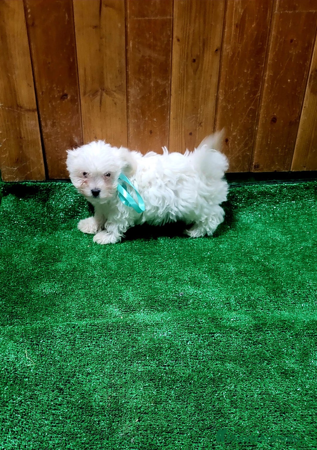 Bichón Maltés perros en venta: Bichon maltes - Anuncio 1