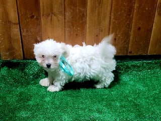 Bichón Maltés perros Bichon maltes - Anuncio 1