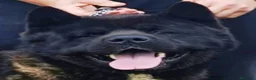 Akita Americano perros en venta: Akita Americano - Anuncio 10