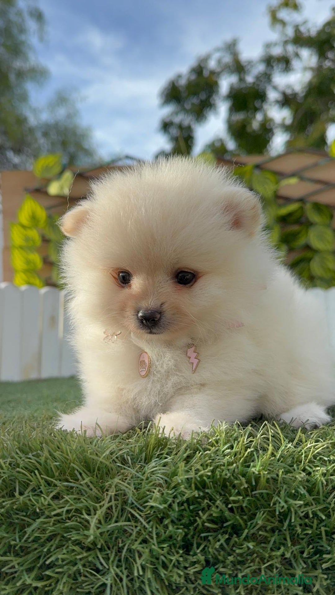 Pomerania perros en venta: POMERANIA HEMBRA - Imagen 5