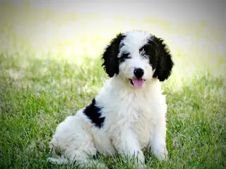 Perro de Agua Español perros Camada de perro de agua - Anuncio 12