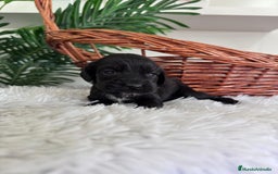 Cocker Spaniel Inglés perros en venta: COCKER SPANIEL INGLES - Imagen 14