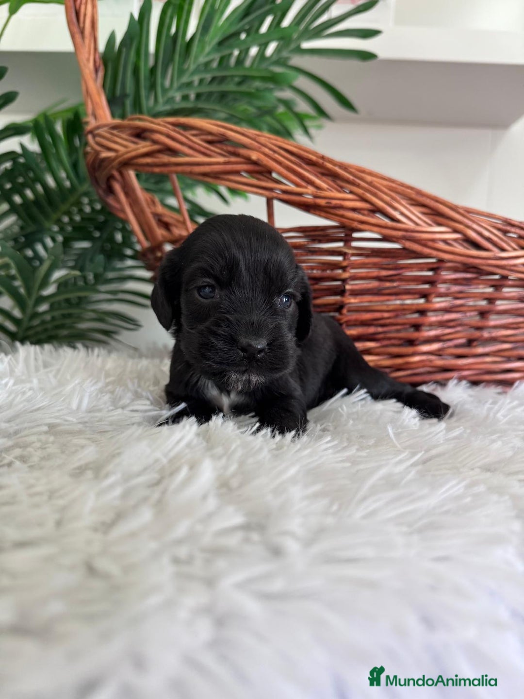 Cocker Spaniel Inglés perros en venta: COCKER SPANIEL INGLES - Imagen 14