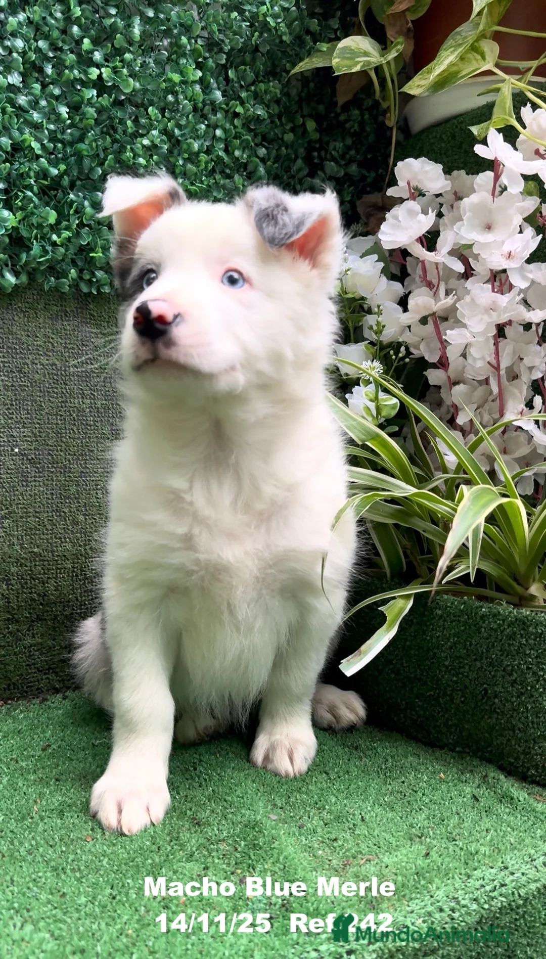 Border Collie perros en venta: Border Collie De Villa Biznaga - Anuncio 10