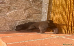 Labrador Retriever perros en venta: Cachorro macho chocolate con pedigree LOE  - Imagen 3
