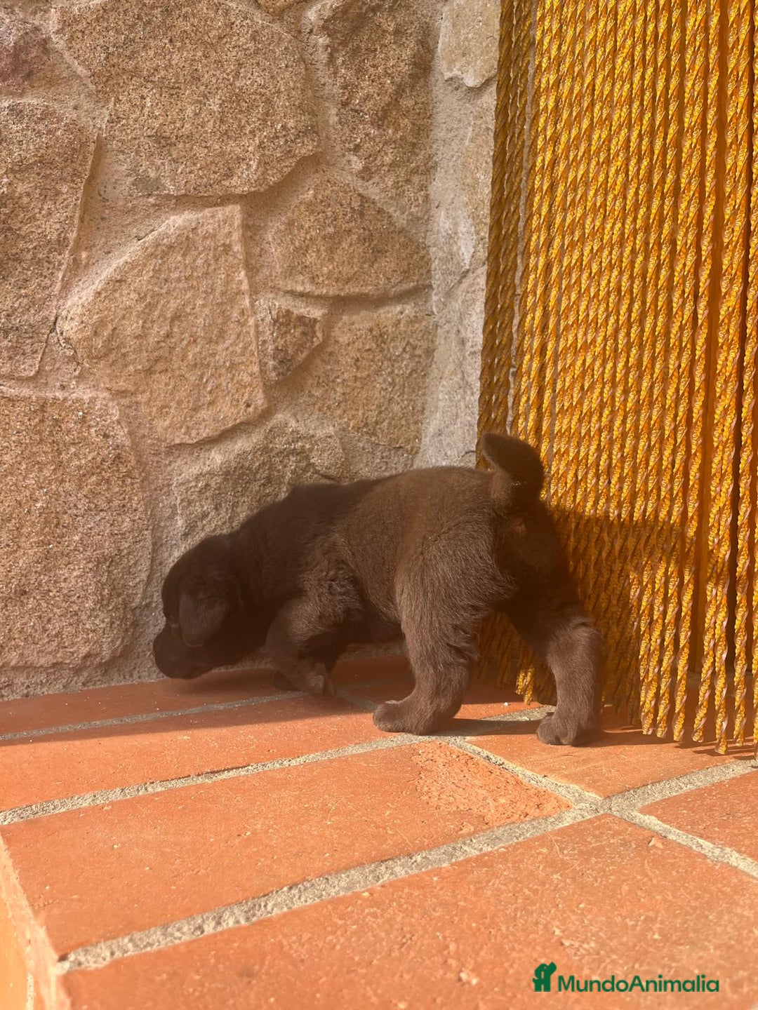 Labrador Retriever perros en venta: Cachorro macho chocolate con pedigree LOE  - Imagen 3