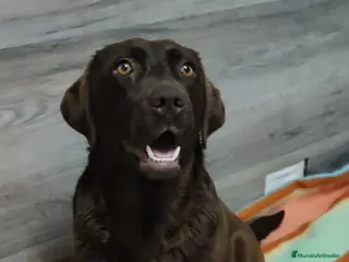 Labrador Retriever perros Labradores chocolate - Anuncio 4