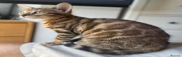 Bengalí gatos en venta: Gata Bengalí – Alta Genética y Crianza Premium - Anuncio 12