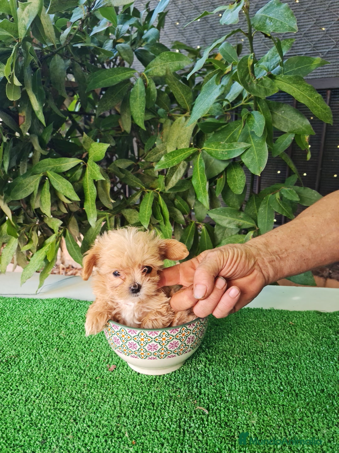 Maltipoo perros en venta: Maltipoo - Imagen 9