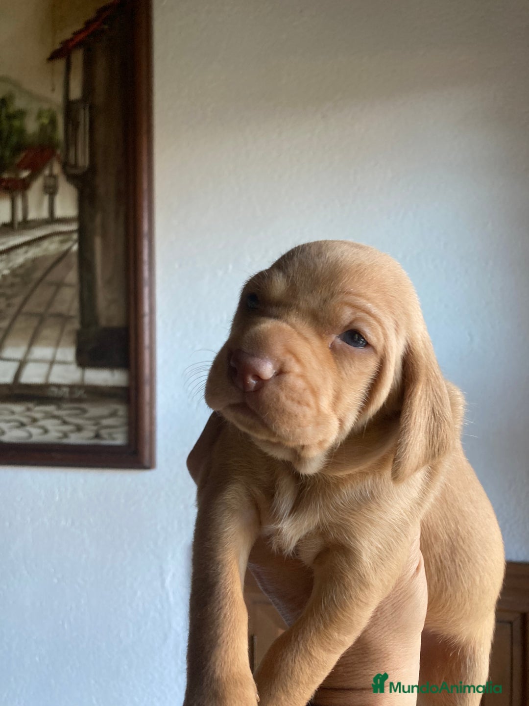 Braco Húngaro de Pelo Corto perros en venta: Cachorros de Braco Húngaro (Vizsla) — Criador aut. - Imagen 11