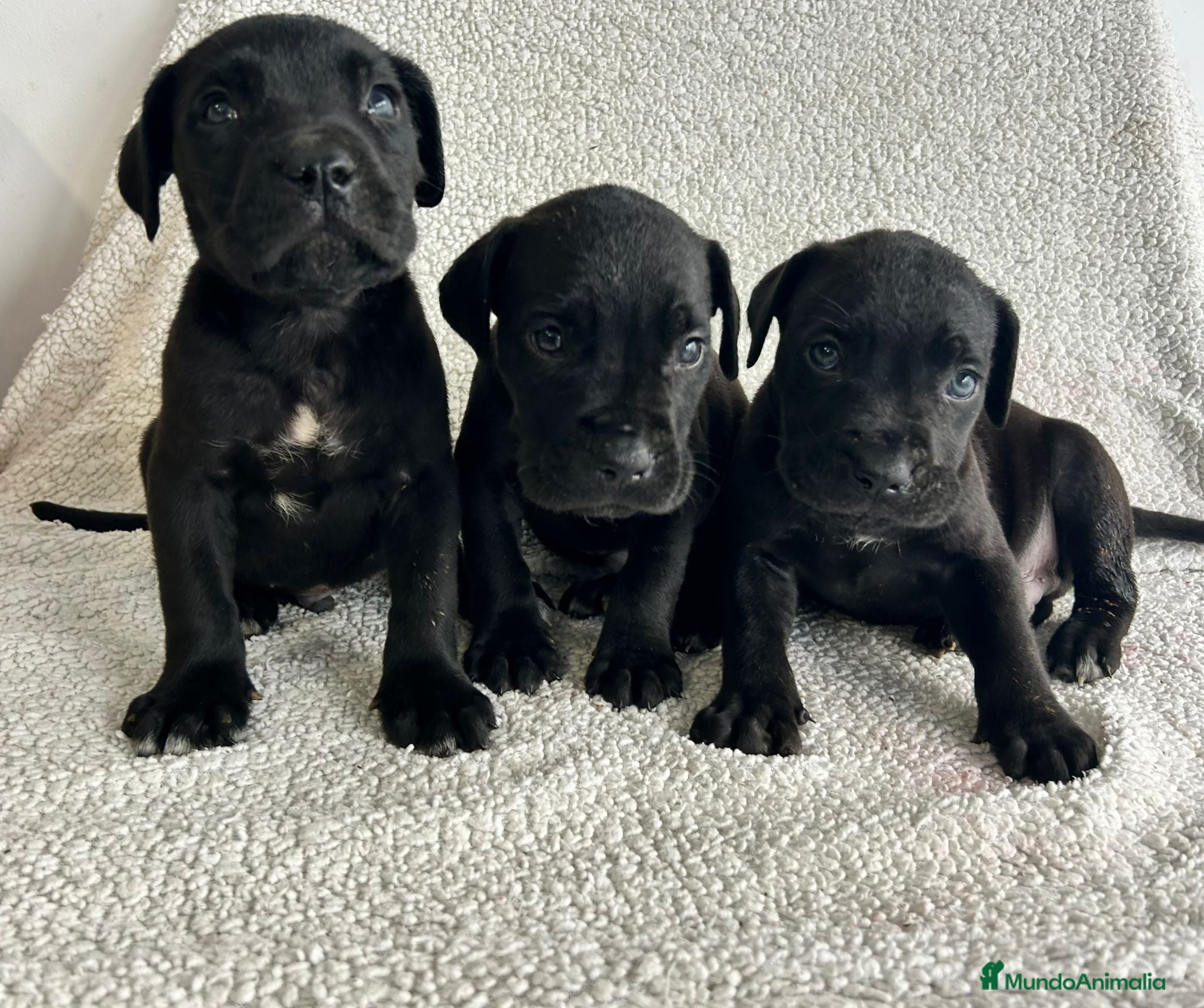 Cane Corso perros Cané corso negro  - Anuncio 1